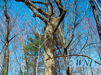White Ash (Fraxinus americana)